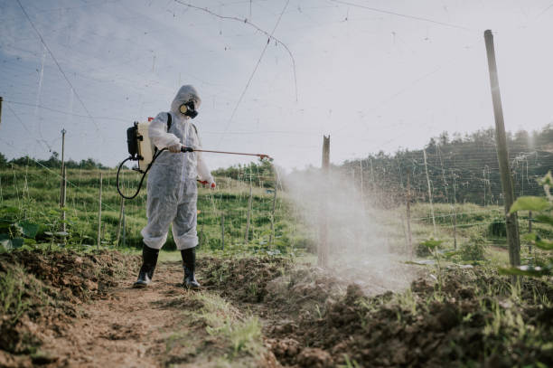 Best Mosquito Control Services  in Capitol View, SC