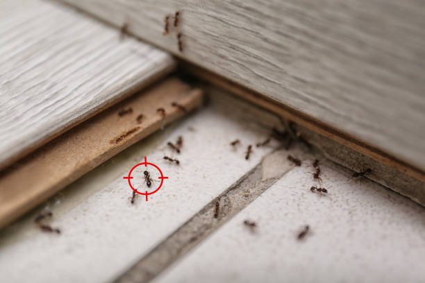 Pest Control Cost in Capitol View, SC