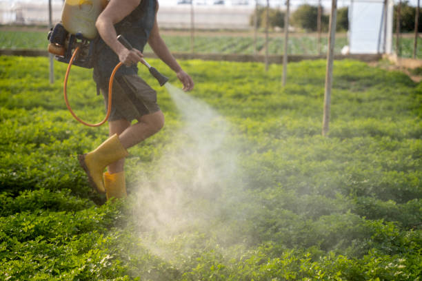 Best Pest Prevention Services  in Capitol View, SC