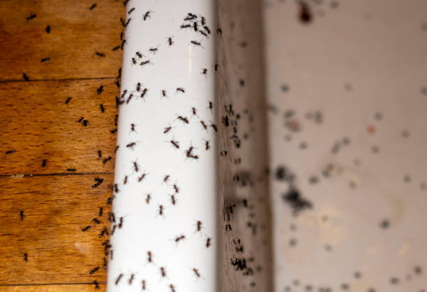 Best Pest Control Near Me  in Capitol View, SC