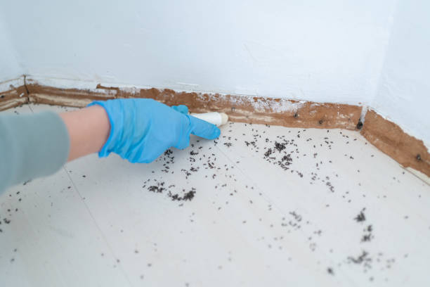 Wasp Removal Services in Capitol View, SC